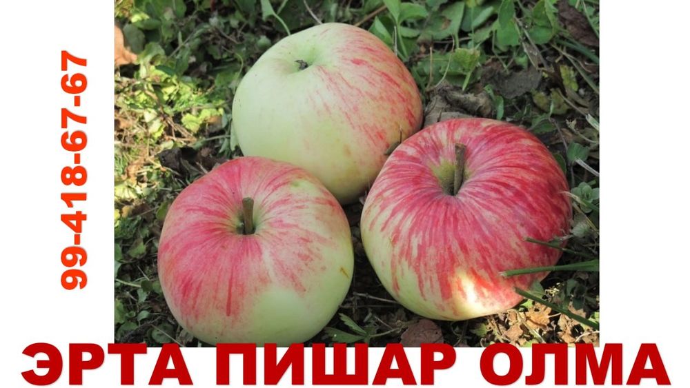 Мевали дарахт кўчатлари сотилади