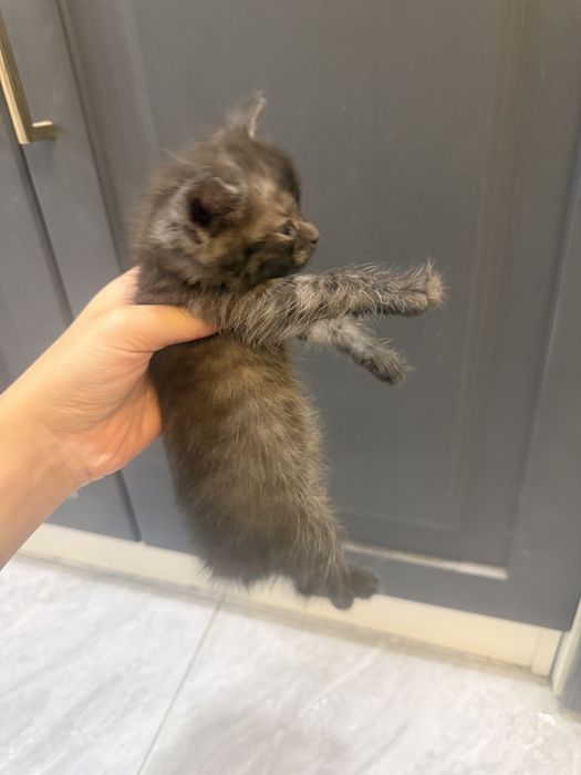 котятааа 1 месяц