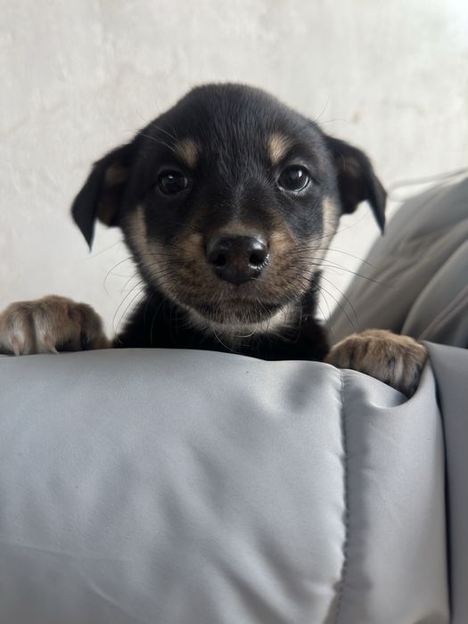 Мальчик щенок ищет дом