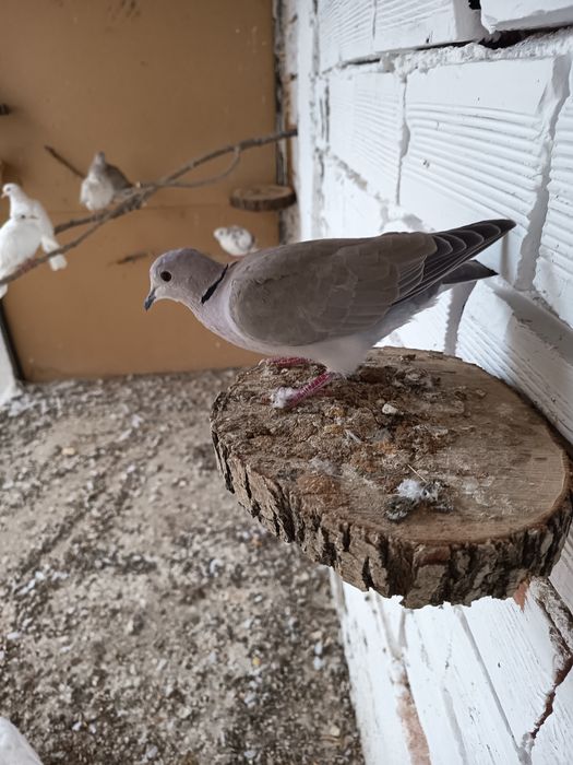 Гугутки смехурки