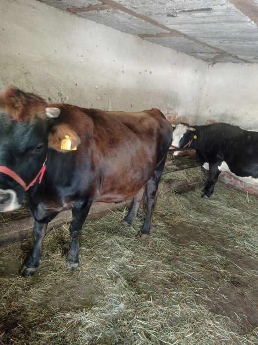 Vaci gestante de vanzare