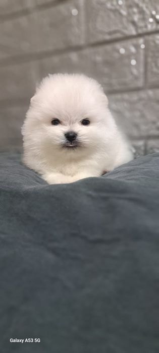 Шпицы мальчики и девочки