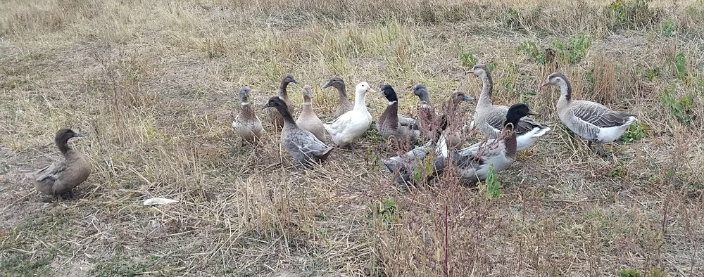 Vând rațe și gâște