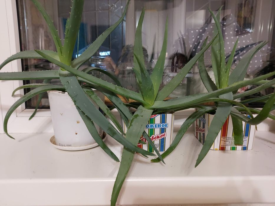 Продам алоэ вера по 2000 тенге