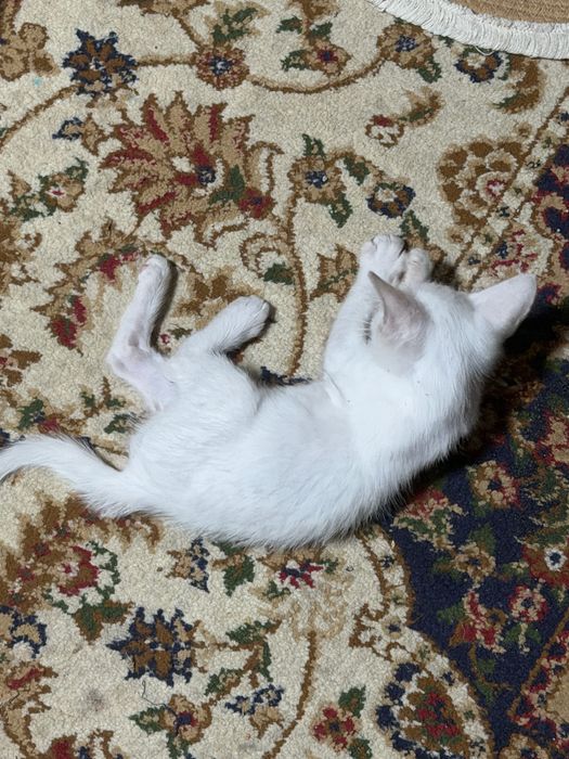 Кошечка 3 месяца