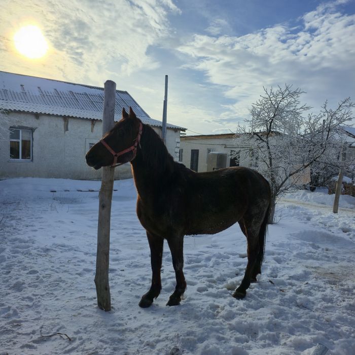 Айғыр сатылады дончак