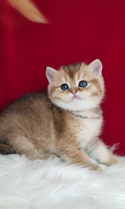 Британский чистокровный мальчик золотая шиншилла текированная