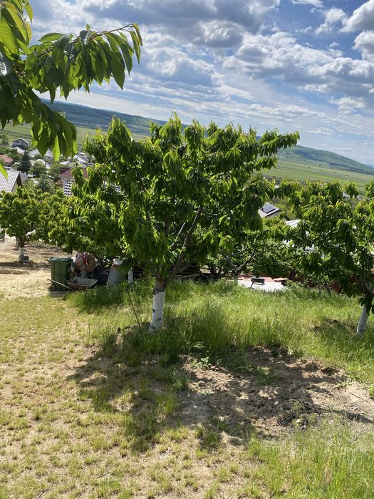 Teren Muntenii de Jos 981 mp cu utilitati si asfalt