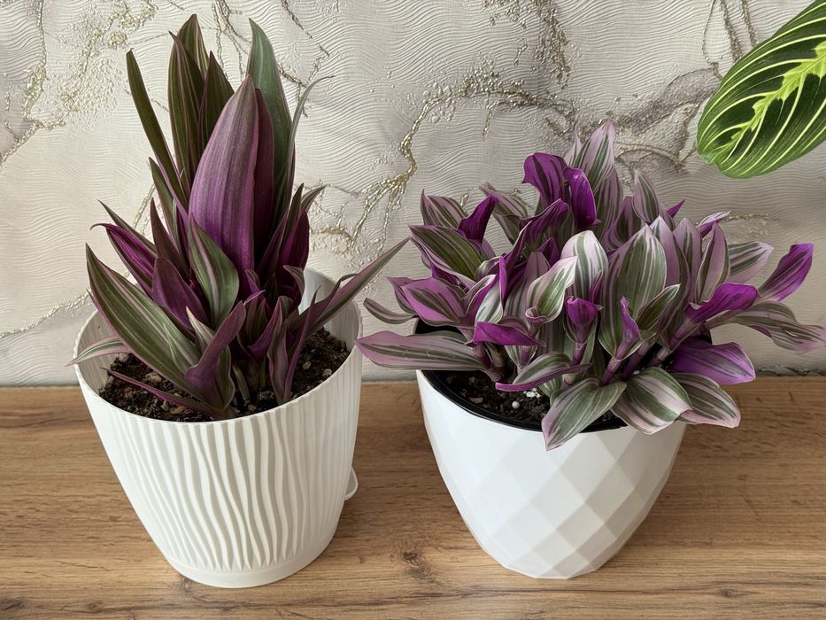 Комнатные растения. Домашние цветы