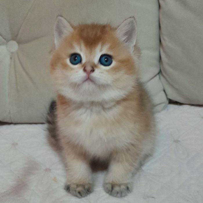 Продается чистокровная британка девочка ny12 золотая шиншилла