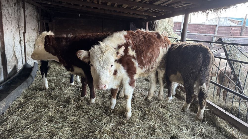 Продам телок/тайынша