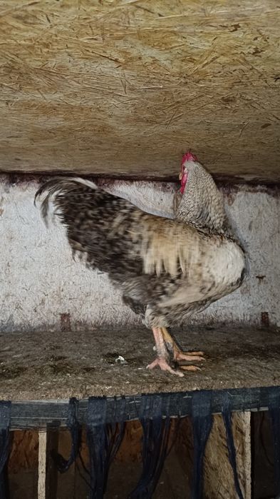 Продам молодых петухов