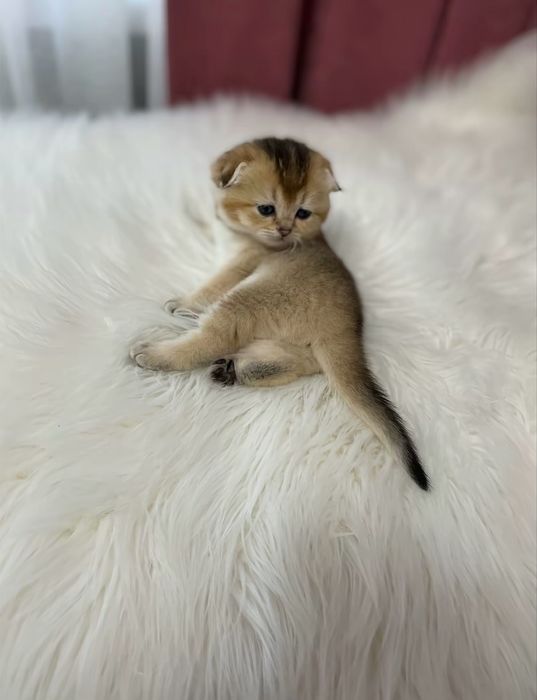 Золотая шиншилла котенок