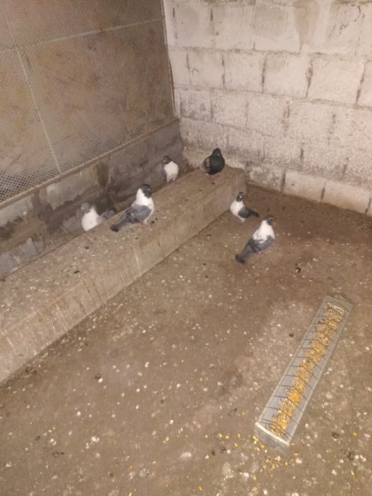 Porumbeii de vânzare