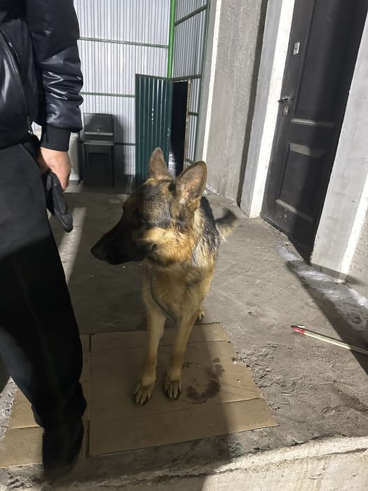 Продам немецкую овчарку