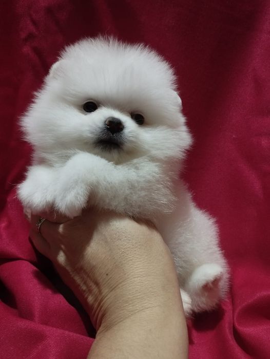 Щенки шпица мини