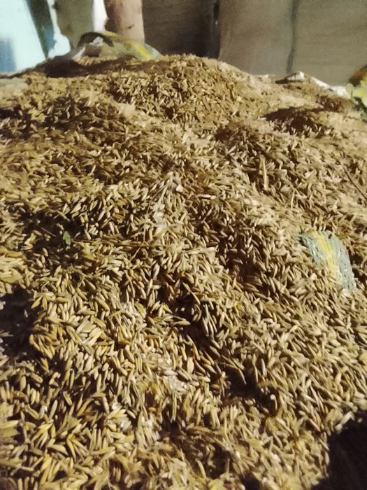 Ovăz de vînzare  mai multe detalii la tel 0742276866
