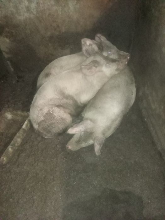 Продаются свиньи