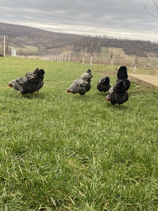 Ouă Australorp Negru și Wyandotte Argintiu
