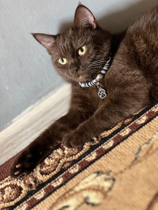 Котята Бурма и Британка