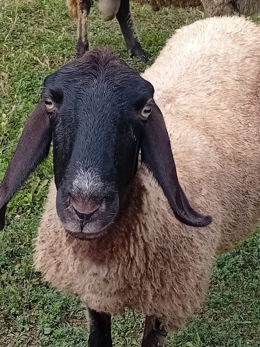 Vând berbec și oaie Carabase originală