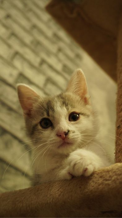 Котенок в ответственные  руки