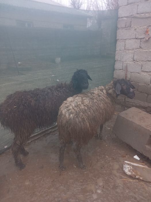 Буаз саулықтар бар келісімді 80мыңнан