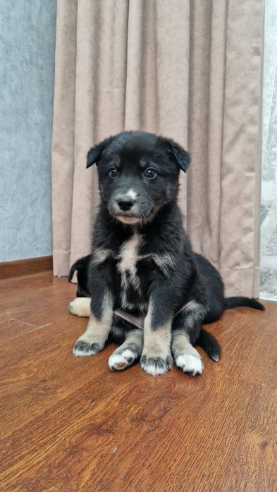 Отдам щенков Лайки