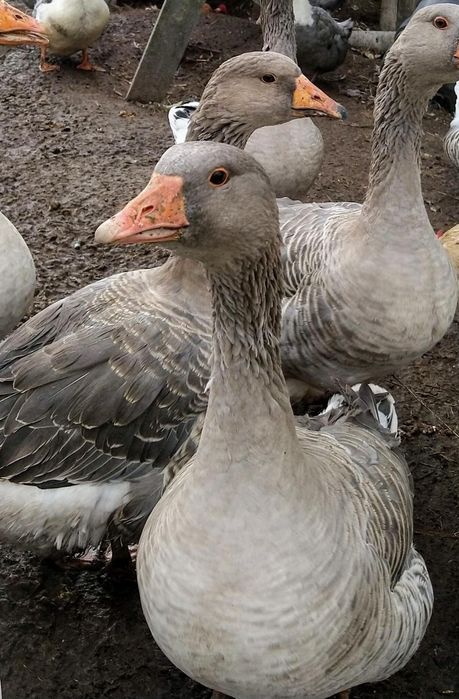 Қаз  Серый  2 штук