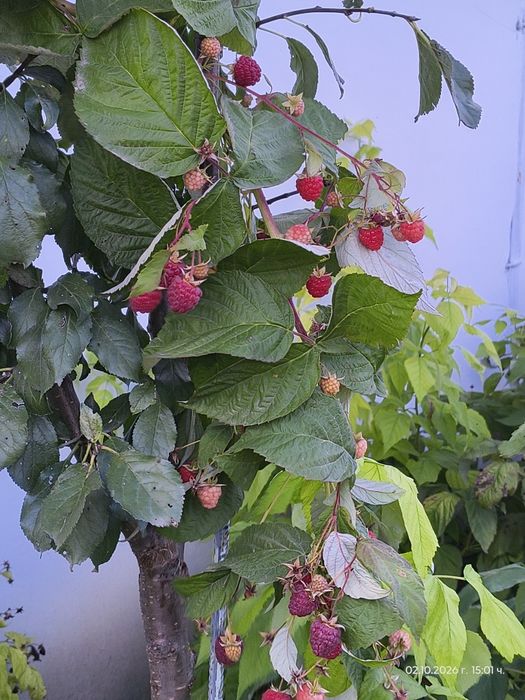 Продавам малини сорт Люлин