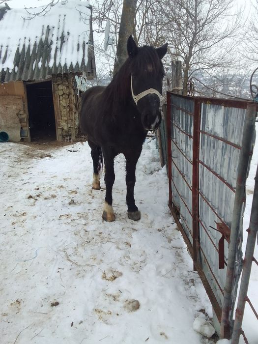 Cal de vânzare mai multe detalii la telefon