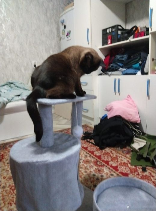 Домик для кошек новый