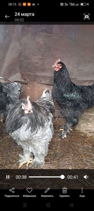 Петух Кохинхин молодые