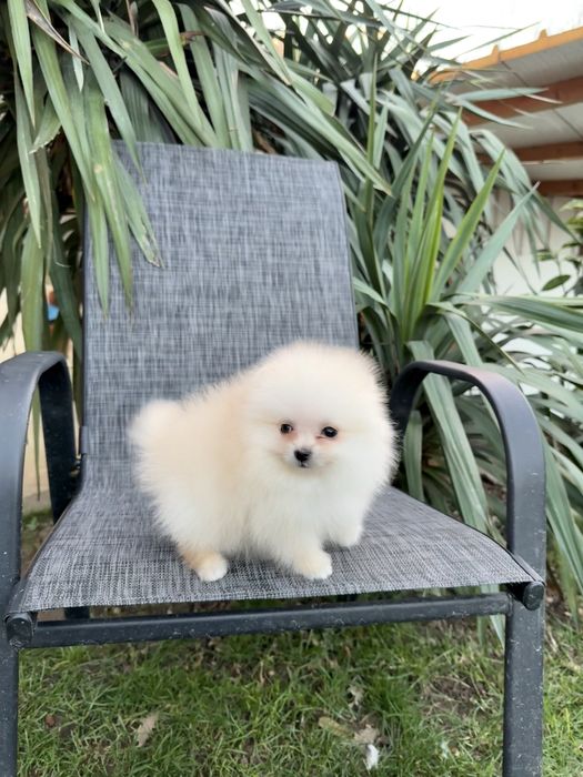 Померан мини момче със втора ваксина