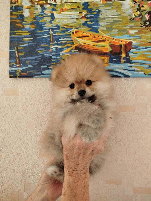 Мальчик малого шпица