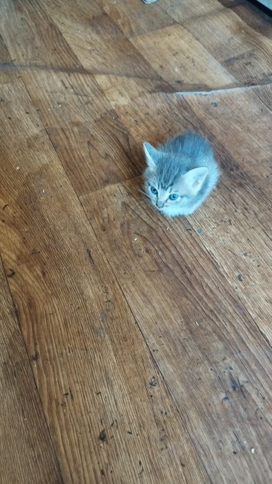 Одам котят в добрый руки