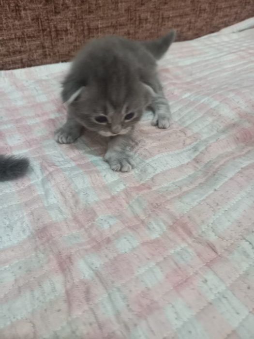 Шотландские котята