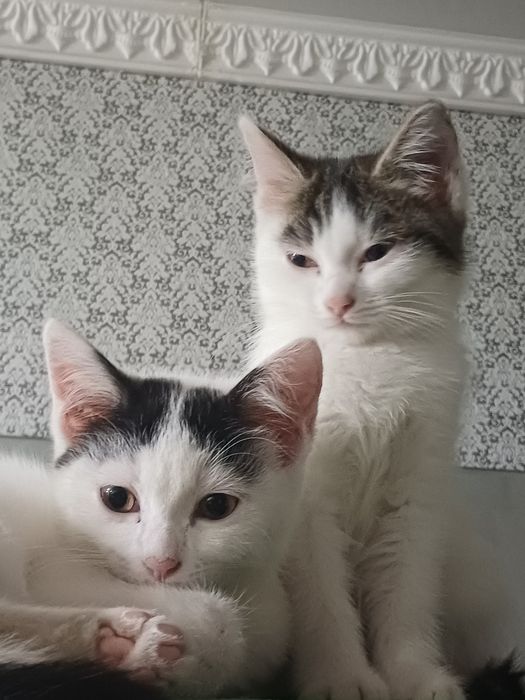 Котята ищут хозяев