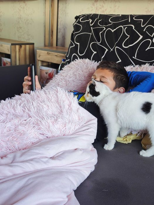 Коте на 4 месеца търси дом