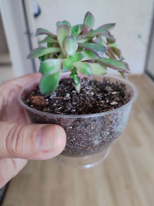 Продам комнатные цветы