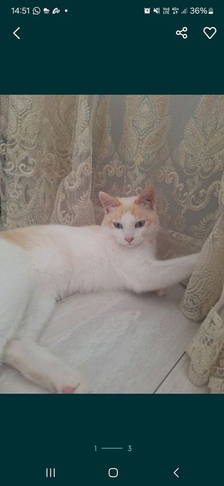 Связка кота тайская год и 3 месяца