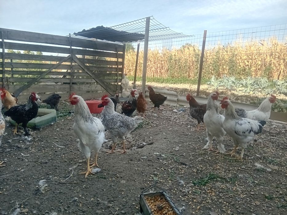 Cocoși de vânzare 15 bucăți 50 lei bucata la alegere