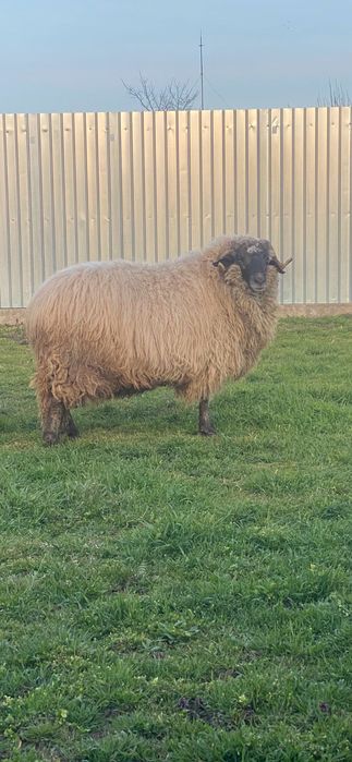 Berbec de vânzare foarte mare și bun de montă