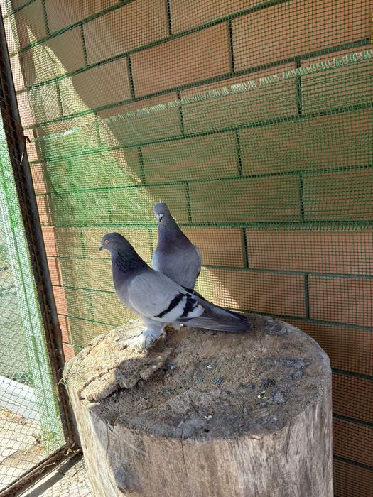 Дикарь голубь голубка, летний бойный Ташкентский