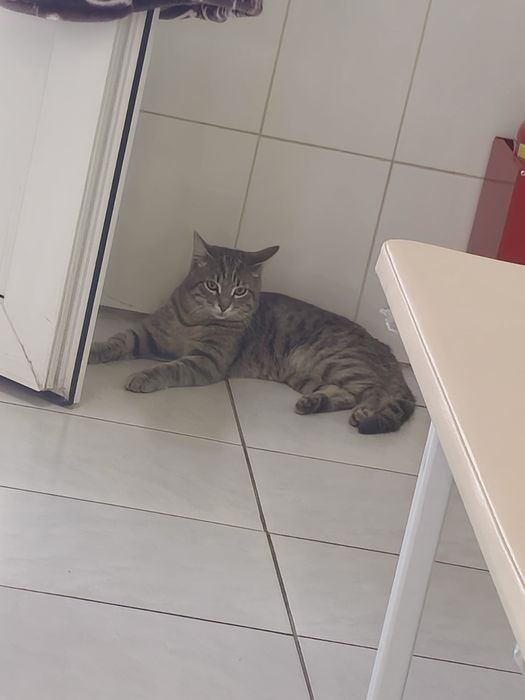 Отдам кота в добрые руки