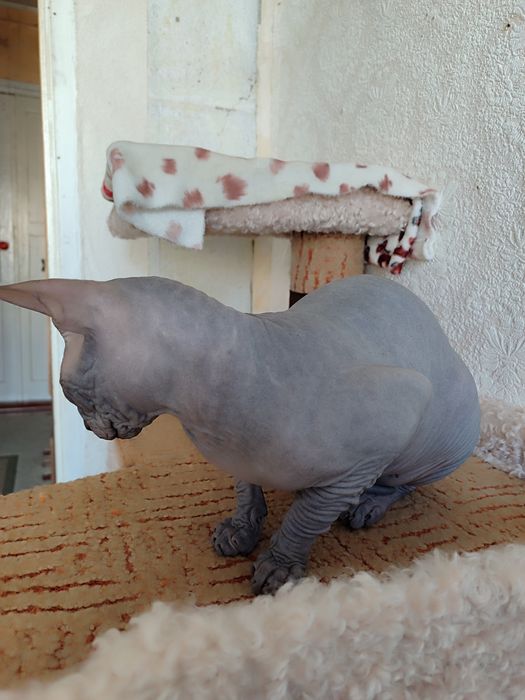 Сфинкс канадский, кот 7 месяцев