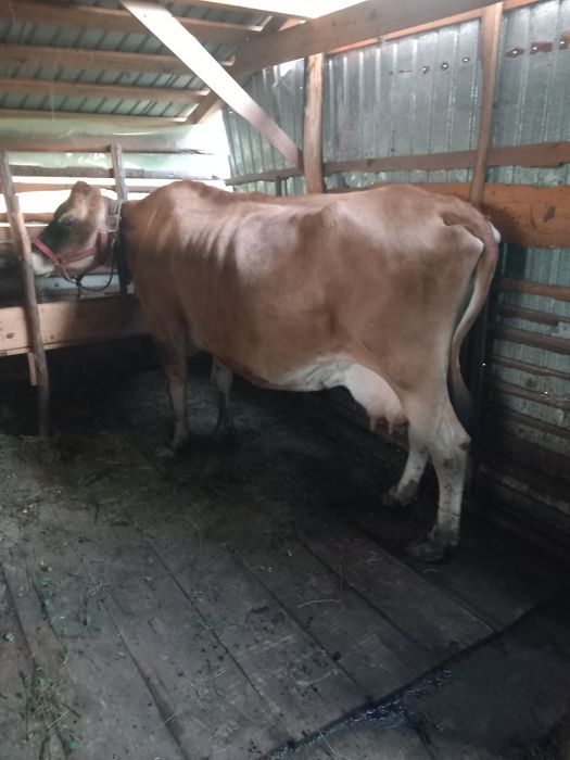Vand vacă jersey  urgent