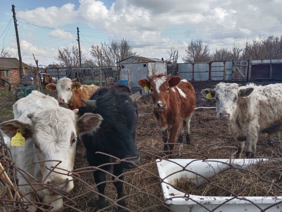 Продается бычки 3 штук