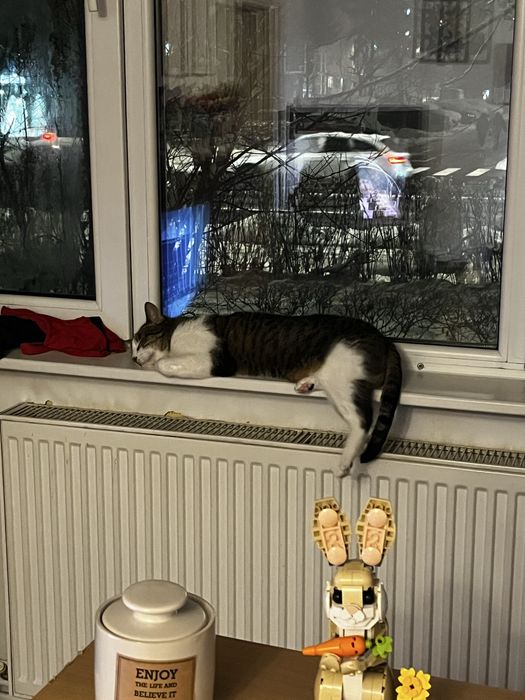 Pet Sitting / Bona pentru animalute– grijă pentru animalul tău