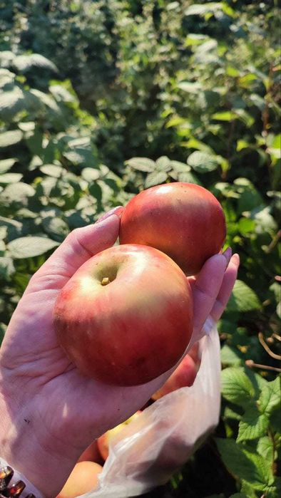 Дача в ст. Каштан